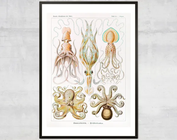 Vintage Squid Octopus Antique Ocean Diagram Art Print