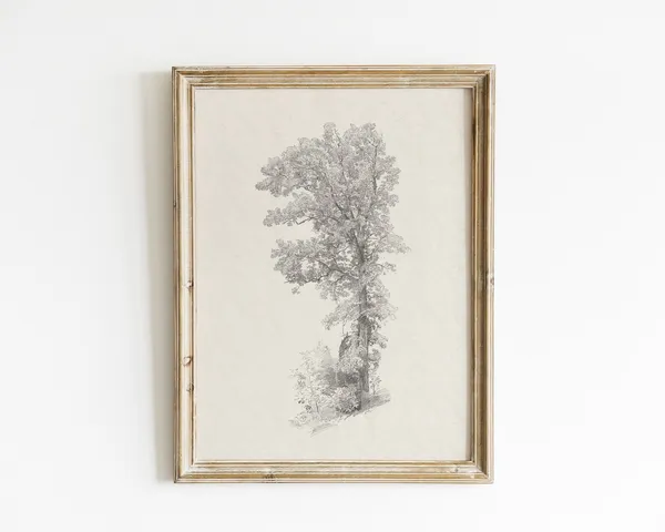 Tree Sketch - Vintage Botanical Art