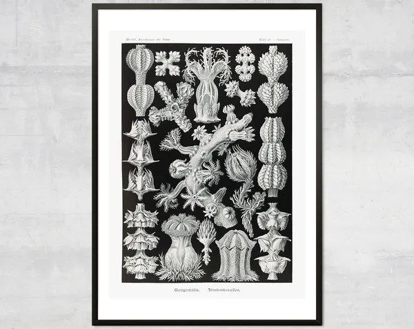 Vintage Corals Art Print, Antique Ocean Diagram