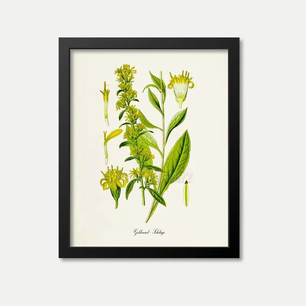 Goldenrod Flower Botanical Art Print, Kentucky State Flower