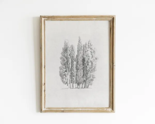 Tree Sketch Vintage Botanical Drawing Art Print