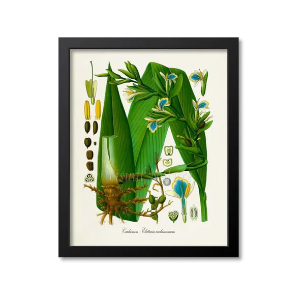 Cardamom Botanical Art Print, Kitchen Wall Art