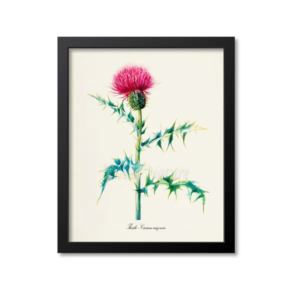 Thistle Flower Botanical Art Print, Cirsium Arizonica