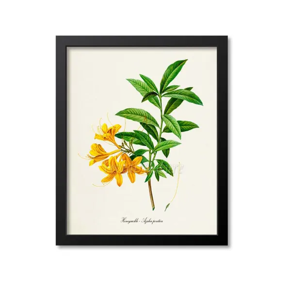 Honeysuckle Flower Botanical Art Print, Azalea Pontica