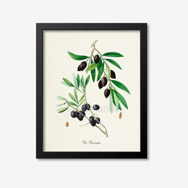 Olive Botanical Art Print, Kitchen Wall Decor