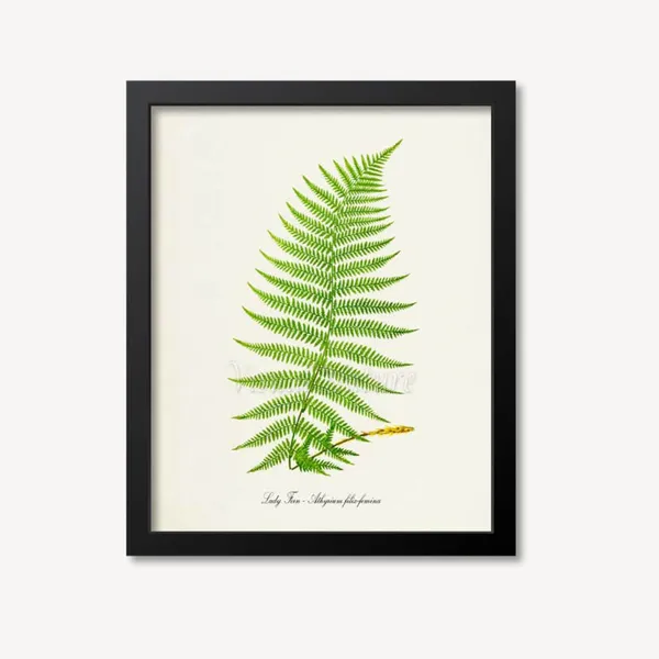 Lady Fern Botanical Art Print, Athyrium Filix Femina