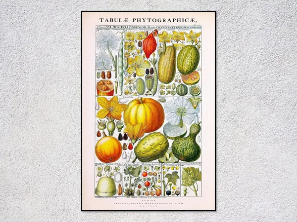 Johannes Gessner Botanical Illustration, Vintage Poster