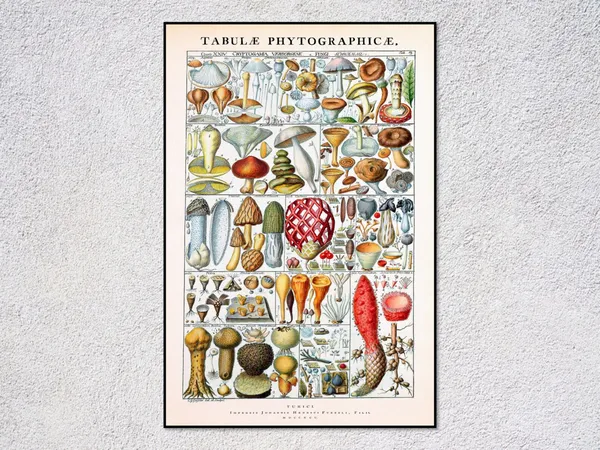 Johannes Gessner Historic Vintage Botanical Art Print