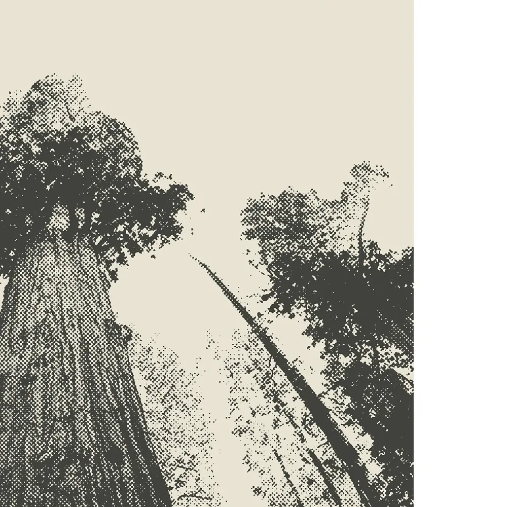 Sequoia National Park Giant Forest Minimalist Travel Poster - Image 2