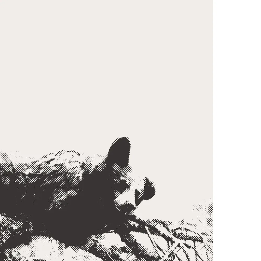 Sequoia National Park Black Bears, Minimalist Art Print - Image 3