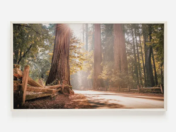 Redwood Forest Decor, Scenic Trees Art Print