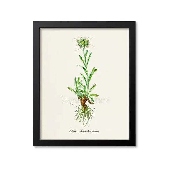 Edelweiss White Flower Botanical Wall Art Print