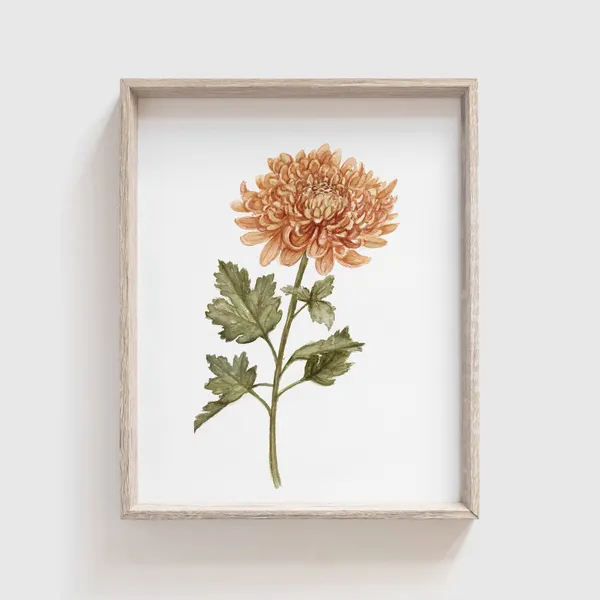 Chrysanthemum Flower Watercolor Art Print