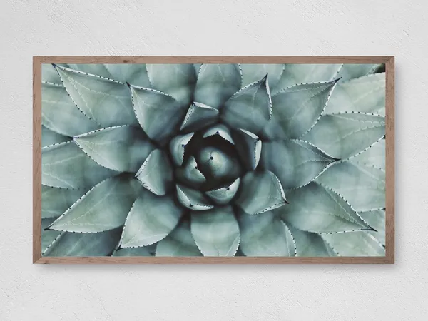 Succulent Art Print