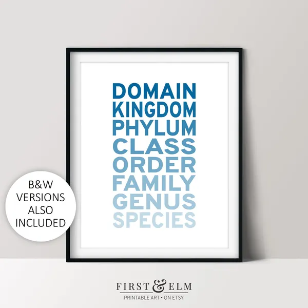 Taxonomic Rank Science Geek Poster, Office Art Print