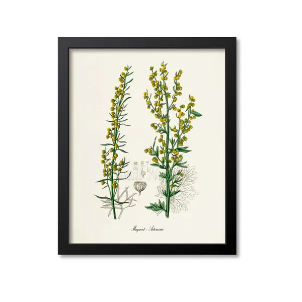 Mugwort Flower, Artemisia Botanical Art Print
