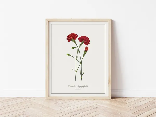 Carnation Botanical Illustration, Minimalistic Floral Art Print