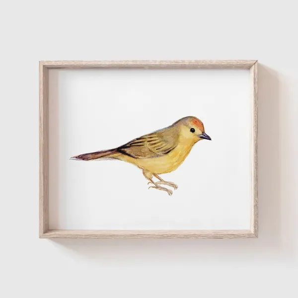Yellow Warbler Watercolor Art Print, Bird Study