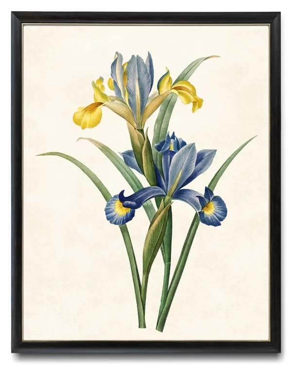 Iris Flowers, Vintage Botanical Art Print