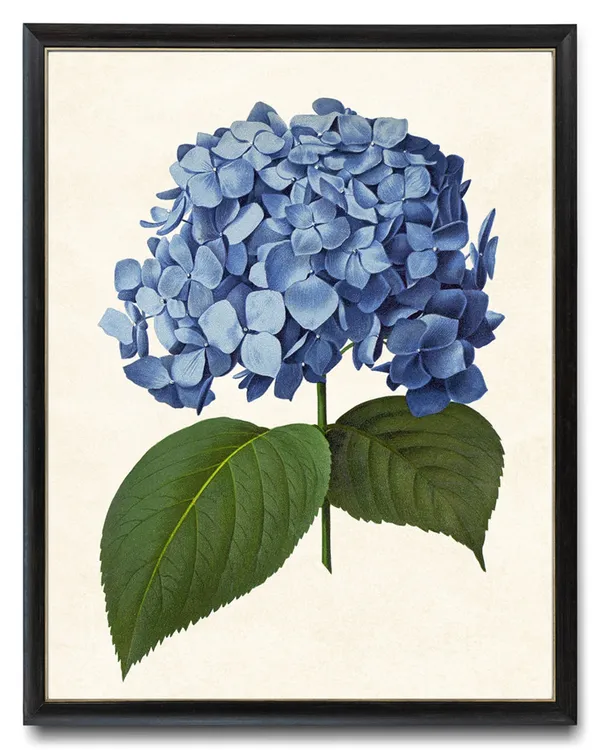 Blue Hydrangea Vintage Illustration Art Print