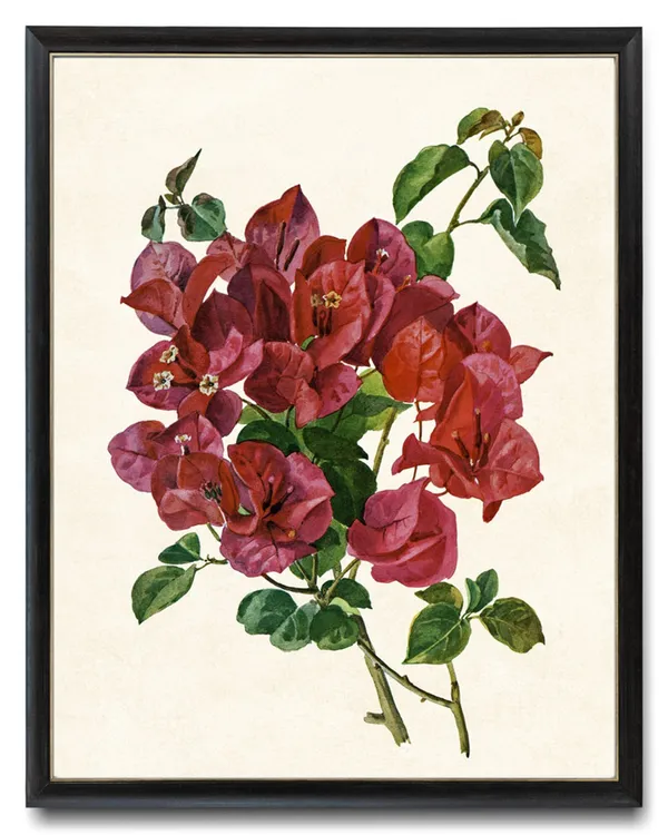 Red Bougainvillea Vintage Botanical Watercolor Art Print