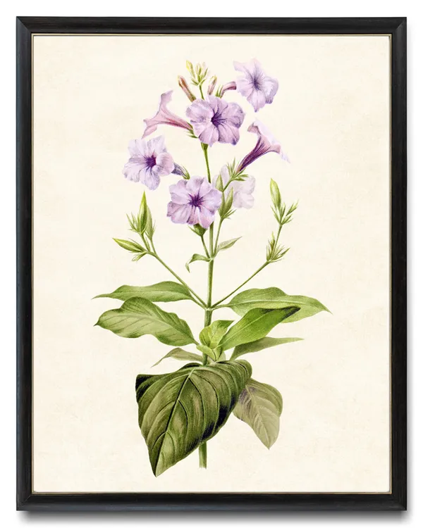 Wild Petunia Vintage Flower Illustration Art Print