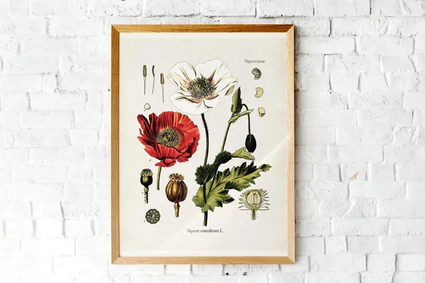 Vintage Red Poppy Lithograph Botanical Art Print