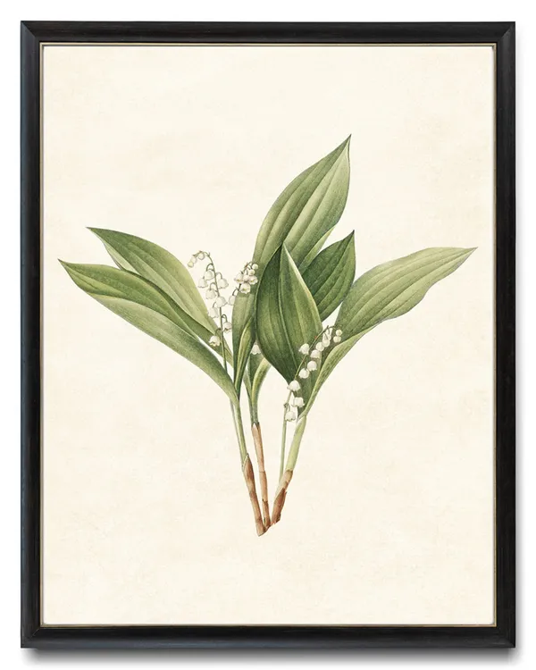 Lily Of The Valley Vintage Botanical Art Print