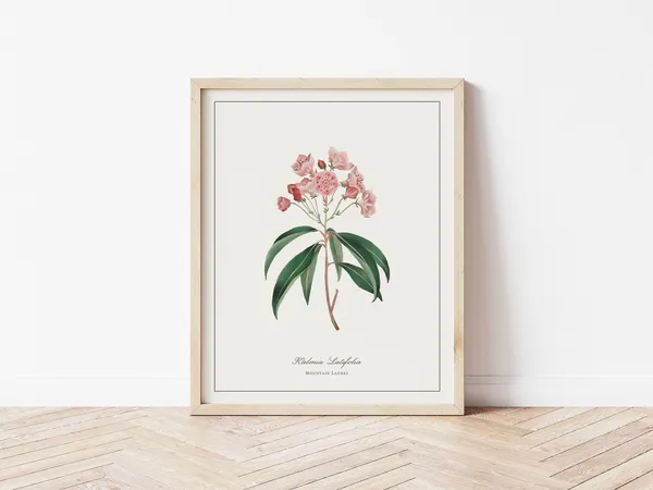 Mountain Laurel Botanical Illustration, Minimalist Art Print