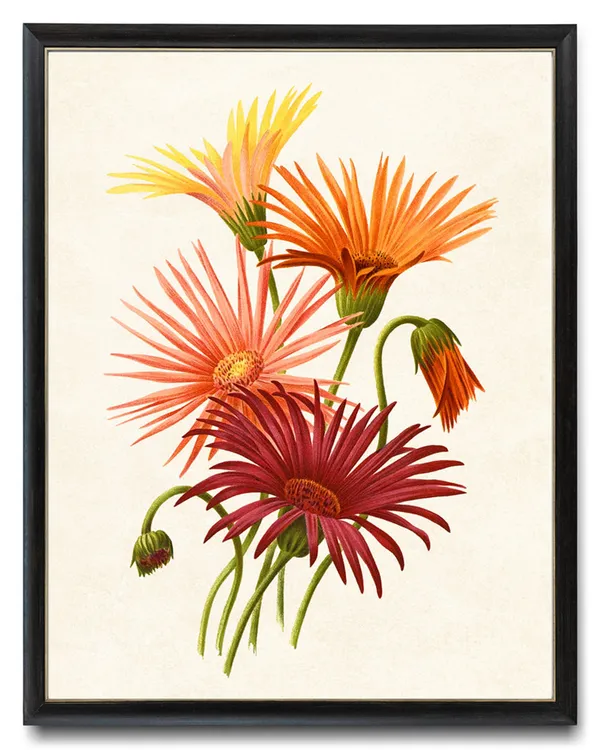 Gerbera Hybrids Vintage Botanical Print