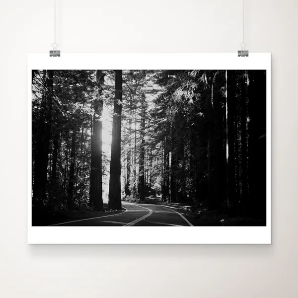 Giant Redwoods Black And White Art Print