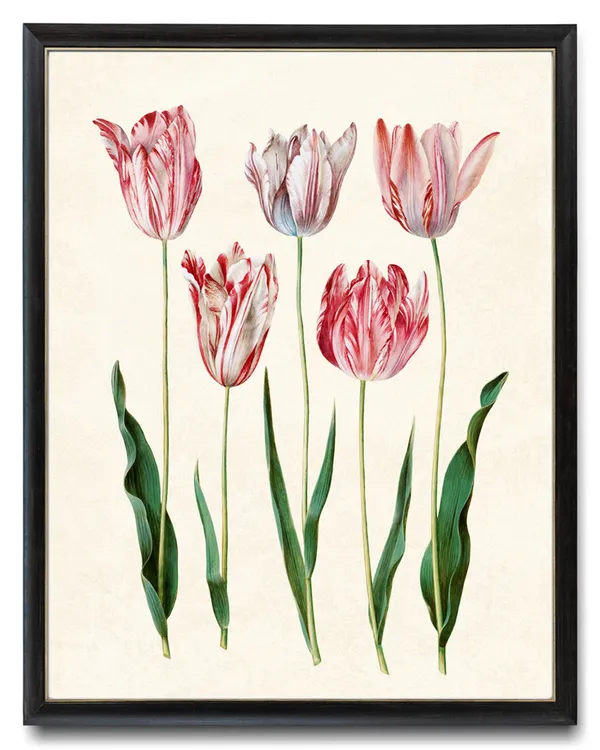Spring Tulips Vintage Flower Illustration, Botanical Art Print