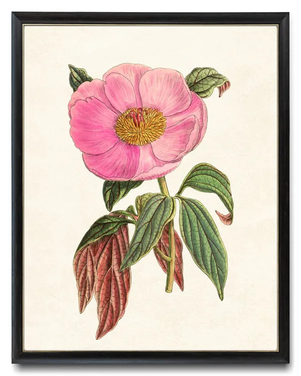Pink Peony Vintage Flower Illustration Art Print