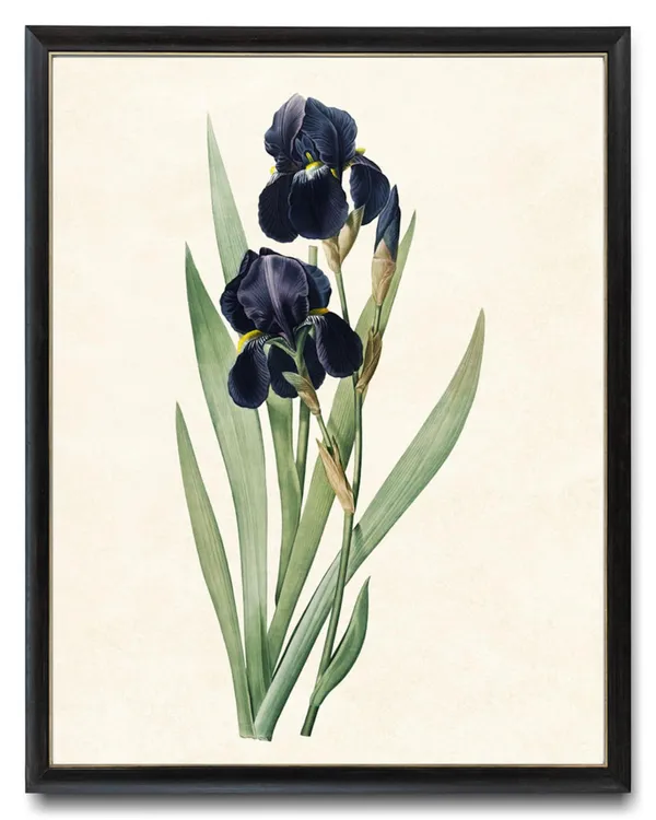 Dark Blue Iris Antique Flower Illustration, Minimal Art Print