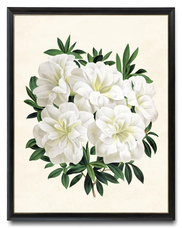 White Gardenia Azalea Flowers Vintage Botanical Art Print