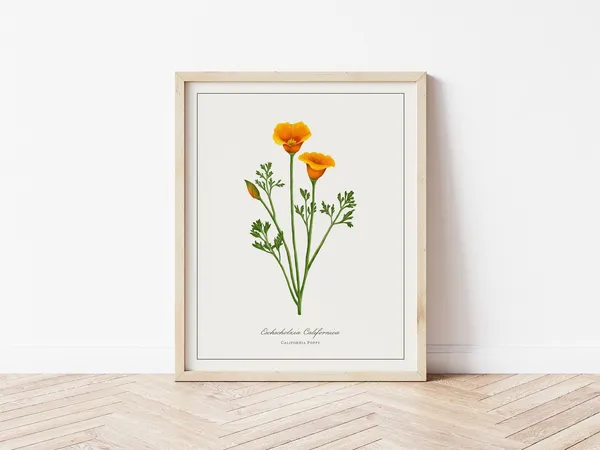 Poppy Botanical Illustration, Minimalist Art Print