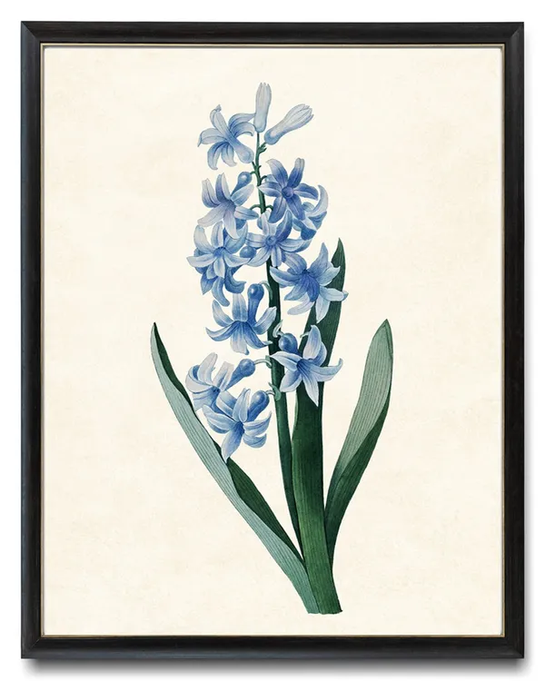 Blue Hyacinth Vintage Botanical Art Print