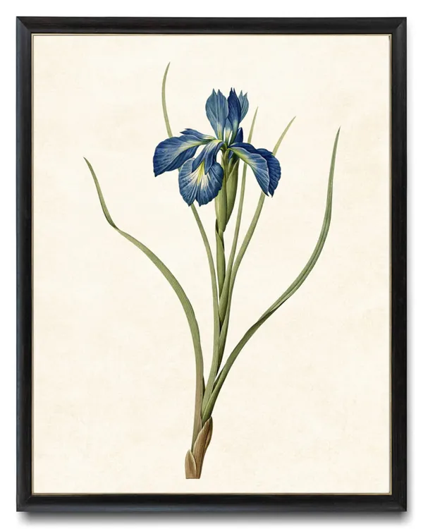 Blue Iris Antique Illustration, Minimal Floral Art Print