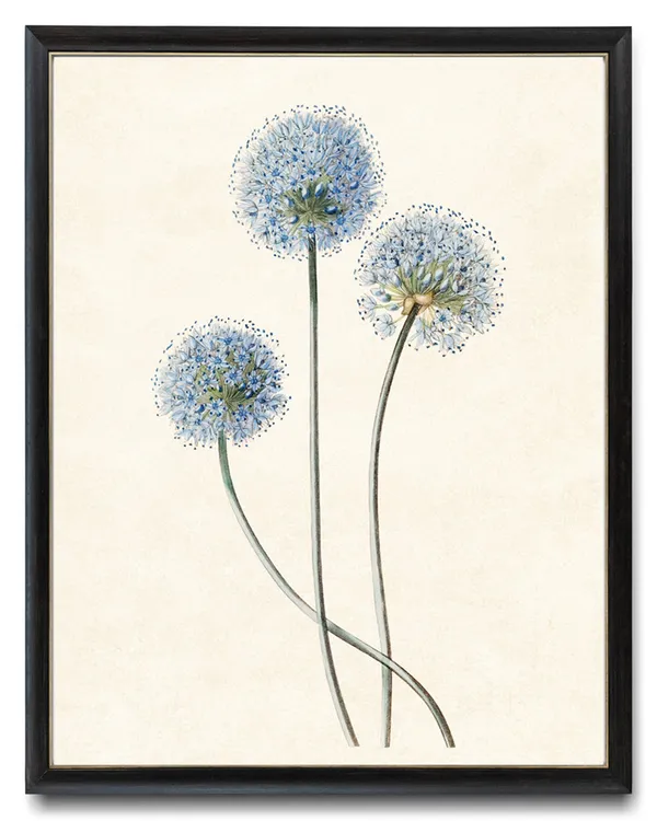 Blue Flowering Allium Caeruleum Vintage Art Print