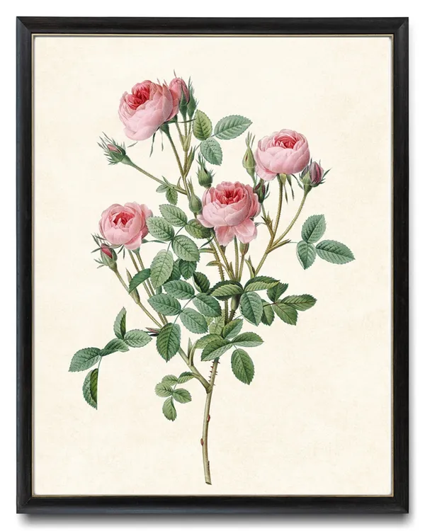 Pink Rose Art, Redoute Vintage Roses Poster