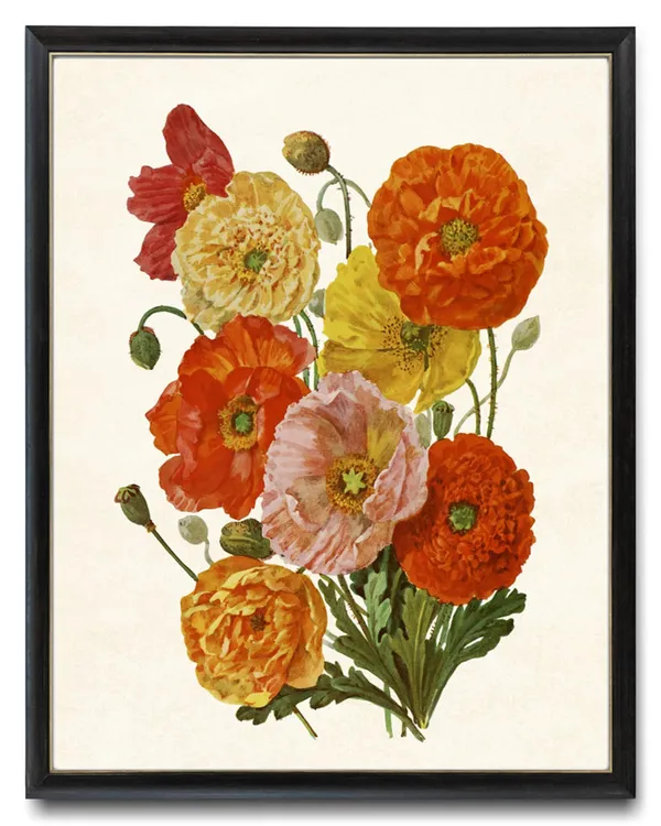 Vintage Poppy Flower Watercolor Botanical Art Print