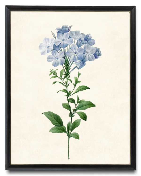 Blue Flower, Vintage Botanical Art Print