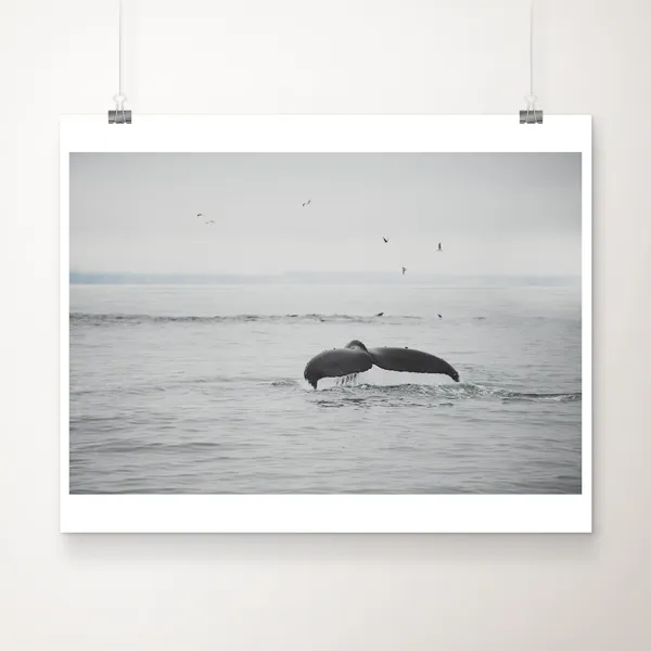 Humpback Whale Tail Pacific Ocean Coastal Art Print