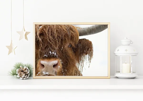 Winter Highland Cow Art Print, Christmas Nature Decor