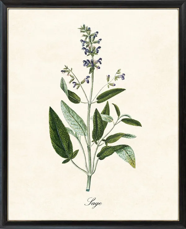 Sage Herb Antique Illustration Kitchen Botanical Art Print