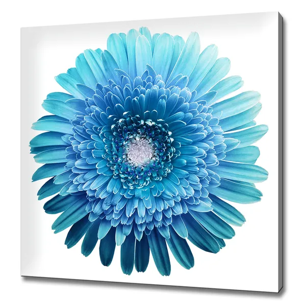 Blue Turquoise Gerbera Flower Minimal Modern Art Print