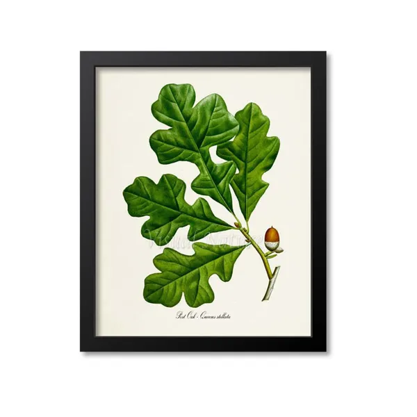 Post Oak Botanical Art Print, Quercus Stellata