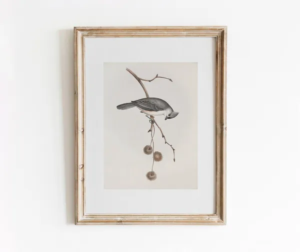 Bird On Winter Branch Vintage Watercolor Art Print