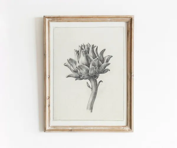 Artichoke Illustration Vintage Botanical Art Print