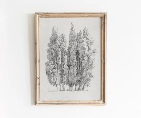 Cypress Tree Vintage Black and White Art Print